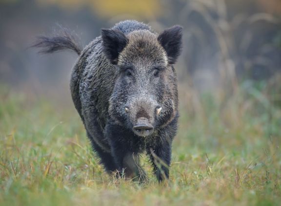 Boar Hunting Spain