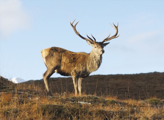 Deer Hunting Spain