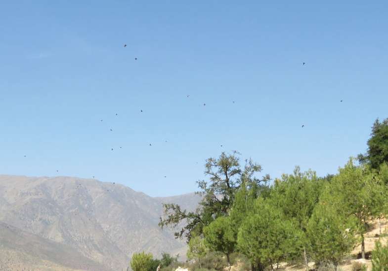 03 Morocco Partridge Sporting Tours Atlas Mountains