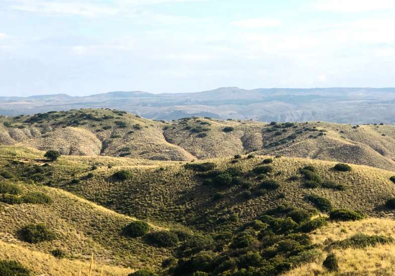 06 Gallery Partridge Shooting In Spain