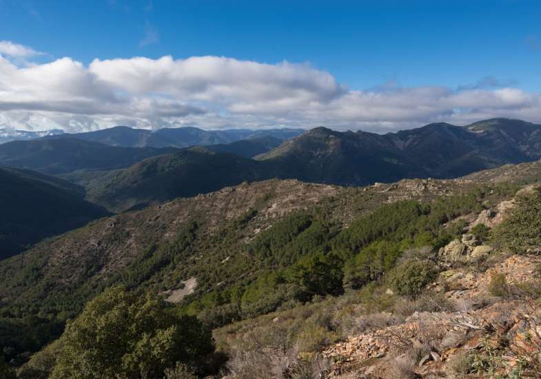 22 Gallery Partridge Shooting In Spain