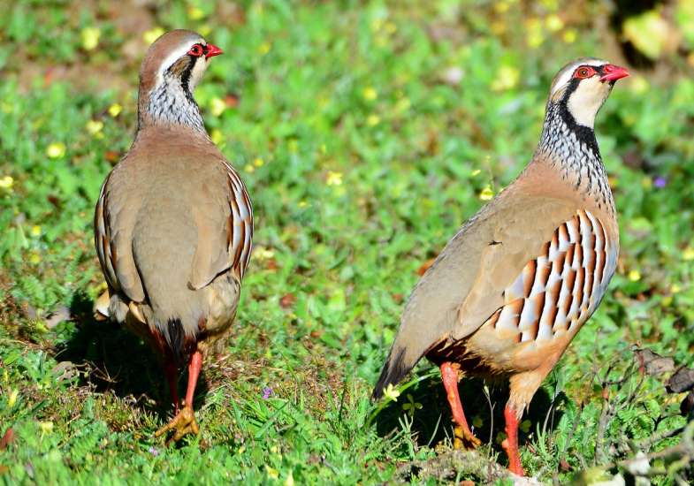 23 Gallery Partridge Shooting In Spain