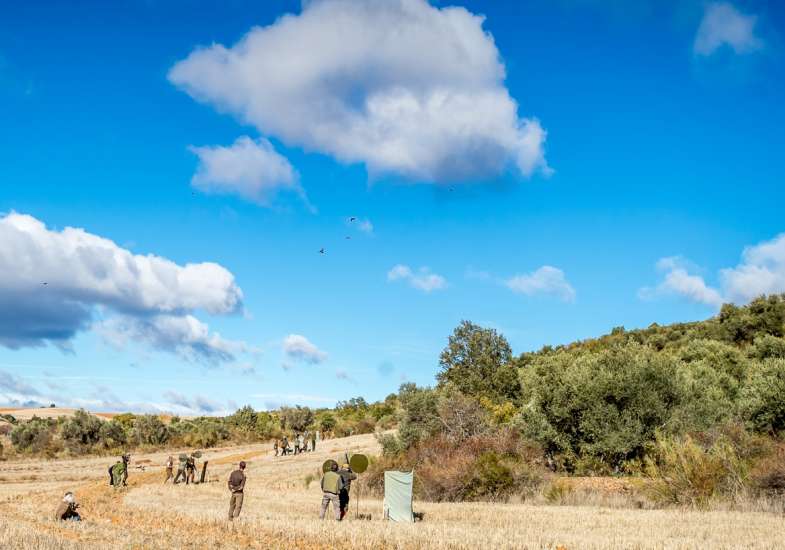 27 Gallery Partridge Shooting In Spain