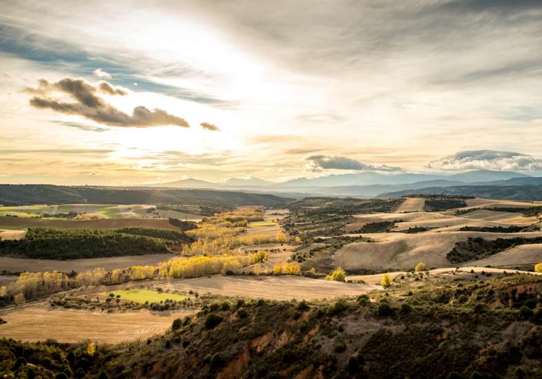 30 Gallery Partridge Shooting In Spain