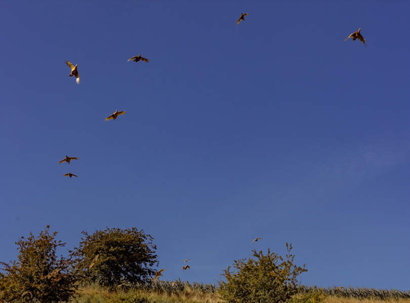 25 A Seville Partridge Shooting Spain