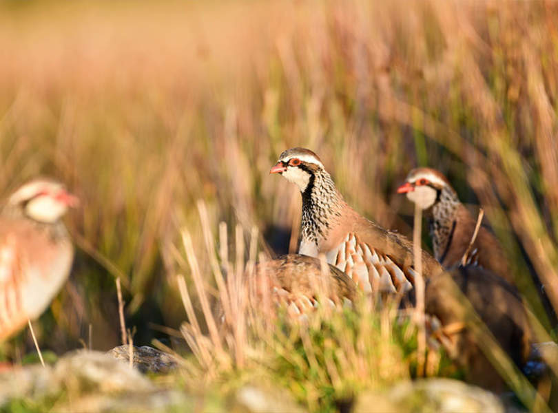 08 Chinchon Partridge Shooting Spain