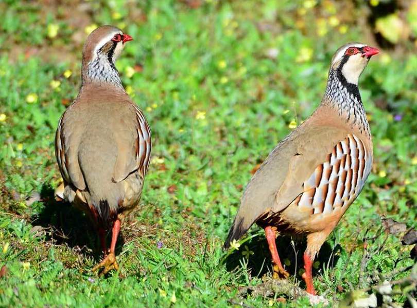 17 Chinchon Partridge Shooting Spain