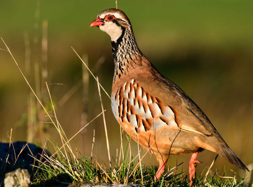 21 Chinchon Partridge Shooting Spain