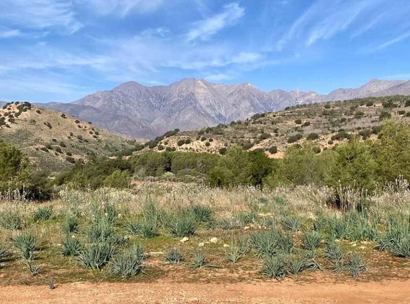 17 Morocco Partridge Shooting Atlas Mountainsjpg