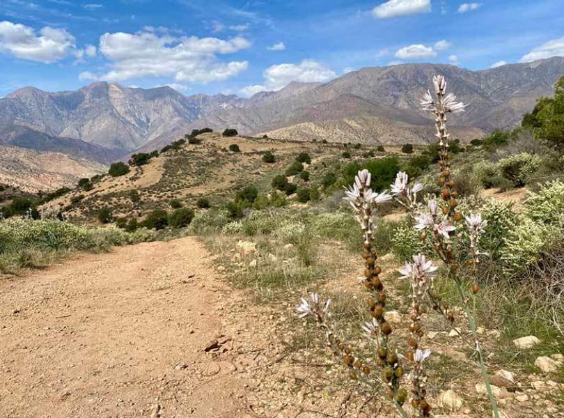 20 Morocco Partridge Shooting Atlas Mountains