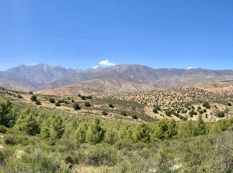 35 Morocco Partridge Shooting Atlas Mountains