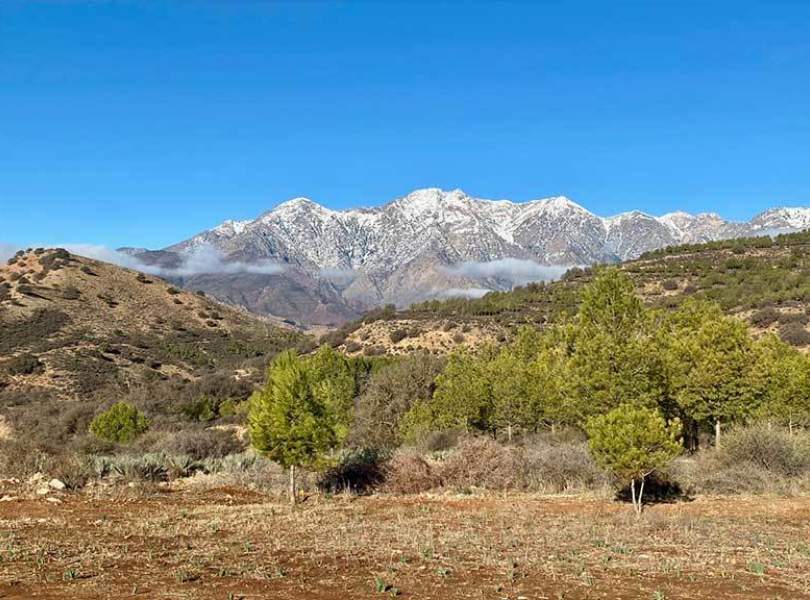 52 Morocco Partridge Shooting Atlas Mountains