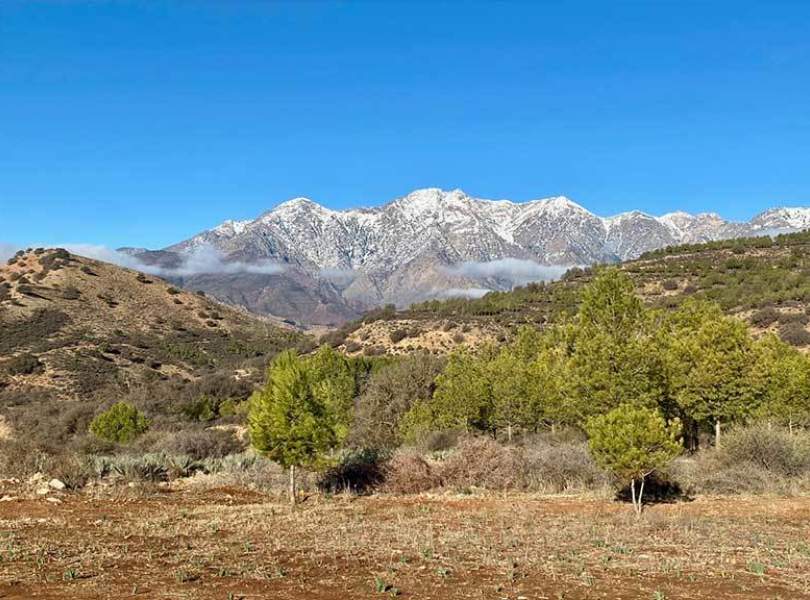 52 Morocco Partridge Shooting Atlas Mountains