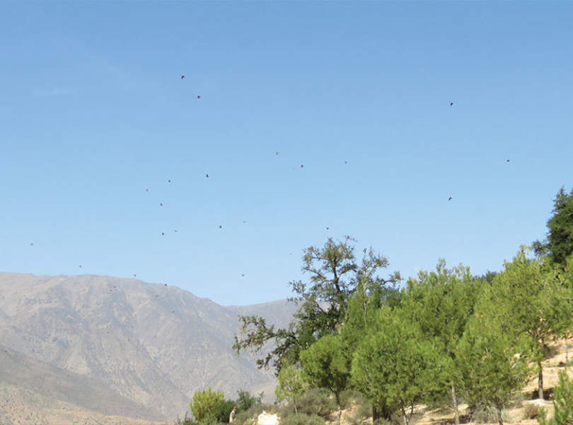 66 Morocco Partridge Shooting Atlas Mountains