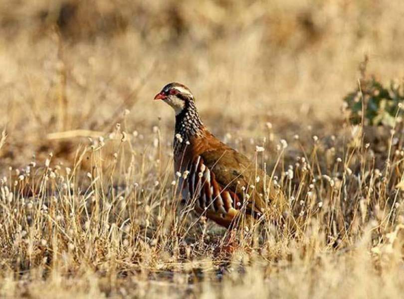 67 Morocco Partridge Shooting Atlas Mountains