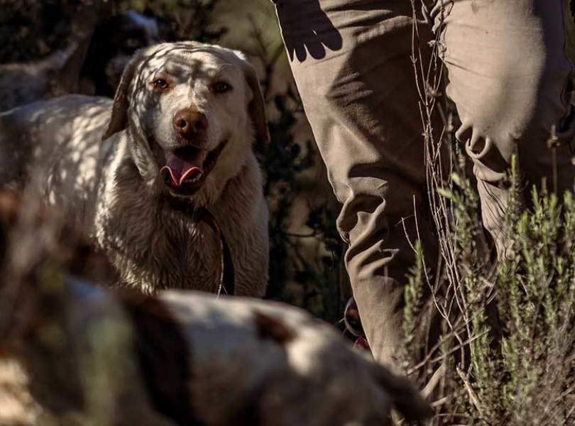 24 Seville Partridge Shooting Spain