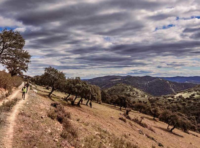 33 Seville Partridge Shooting Spain