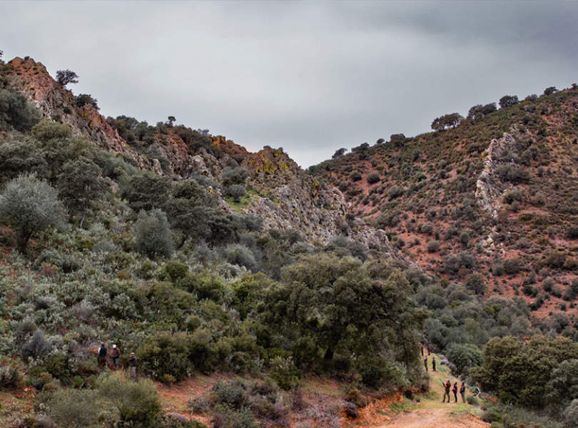 44 Seville Partridge Shooting Spain